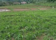 3.157 Petani Sinjai Tidak Terdaftar di e-RDKK