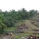 Masyarakat Keera Pertanyakan Uang Hasil Jual Beli Kelapa Sawit di Lahan 1934 Ha Selama 10 Tahun, Ditaksir Rp 696 M
