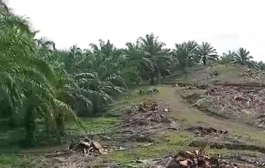 Masyarakat Keera Pertanyakan Uang Hasil Jual Beli Kelapa Sawit di Lahan 1934 Ha Selama 10 Tahun, Ditaksir Rp 696 M