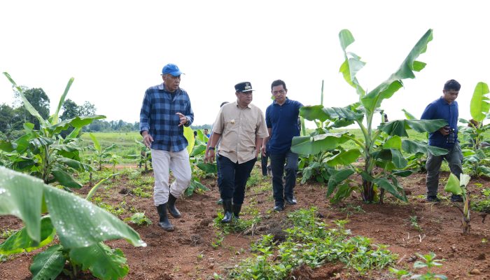 Empat Bulan Lagi Pisang Cavendish di Mare Akan Dipanen