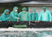 PT Bogatama Marinusa Produksi 400 Juta Benur