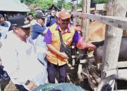 Sukses Program IB Tingkatkan Produksi Sapi di Wajo