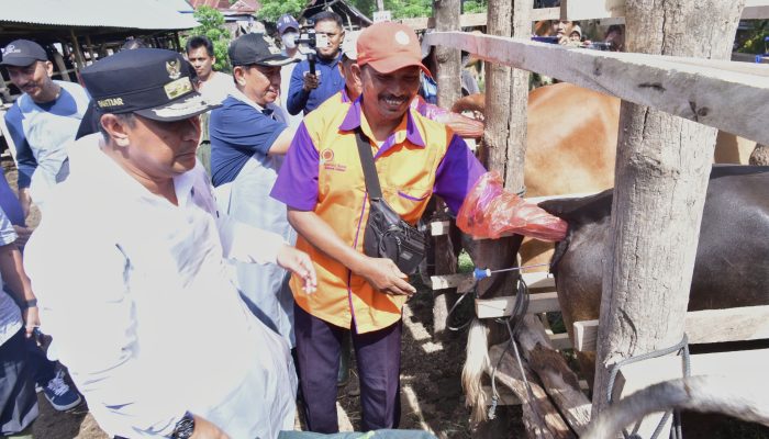 Sukses Program IB Tingkatkan Produksi Sapi di Wajo