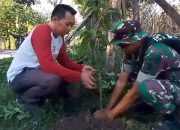 Babinsa 1420-01 Panca Lautang Bersama Warga Tanam 200 Bibit Pohon