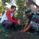 Babinsa 1420-01 Panca Lautang Bersama Warga Tanam 200 Bibit Pohon