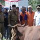 Pj Gubernur Sulsel Target Populasi Sapi di Wajo Meningkat Lewat Program Inseminasi Buatan
