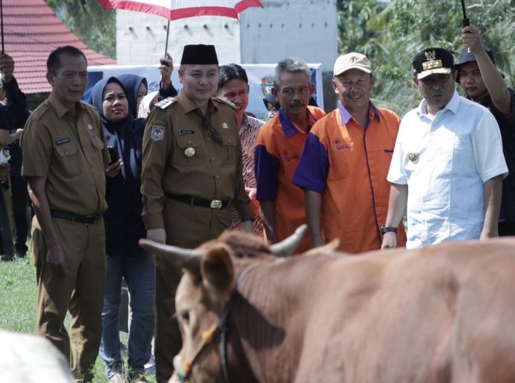 Pj Gubernur Sulsel Target Populasi Sapi di Wajo Meningkat Lewat Program Inseminasi Buatan