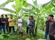 Pisang Cavendish di Sidrap dan Bone Sudah Berbuah