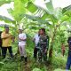 Pisang Cavendish di Sidrap dan Bone Sudah Berbuah