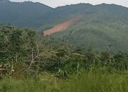 Kebun Cengkeh di Pegunungan Pakkalolo Longsor, Warga Mulai Mengungsi