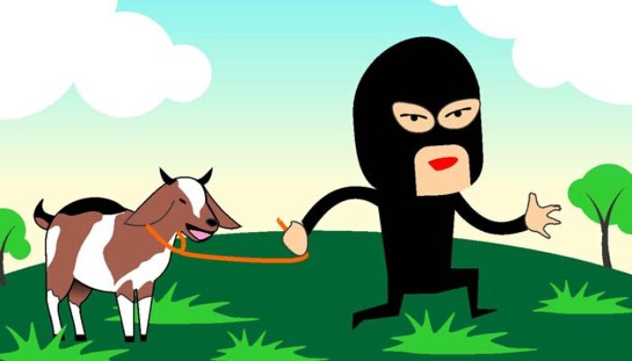 Aksi Pencurian Kambing Kian Marak di Sinjai