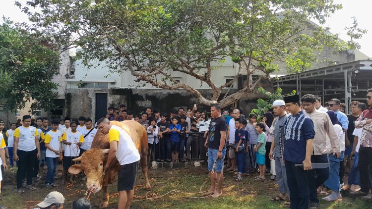 Anies Sembelih Sendiri Sapi Kurbannya