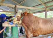Ini Sapi Kurban Presiden Jokowi di Bone, Beratnya 1 Ton Lebih