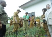Panen Perdana di Mungkajang, Palopo Siap Kembangkan Bawang Merah