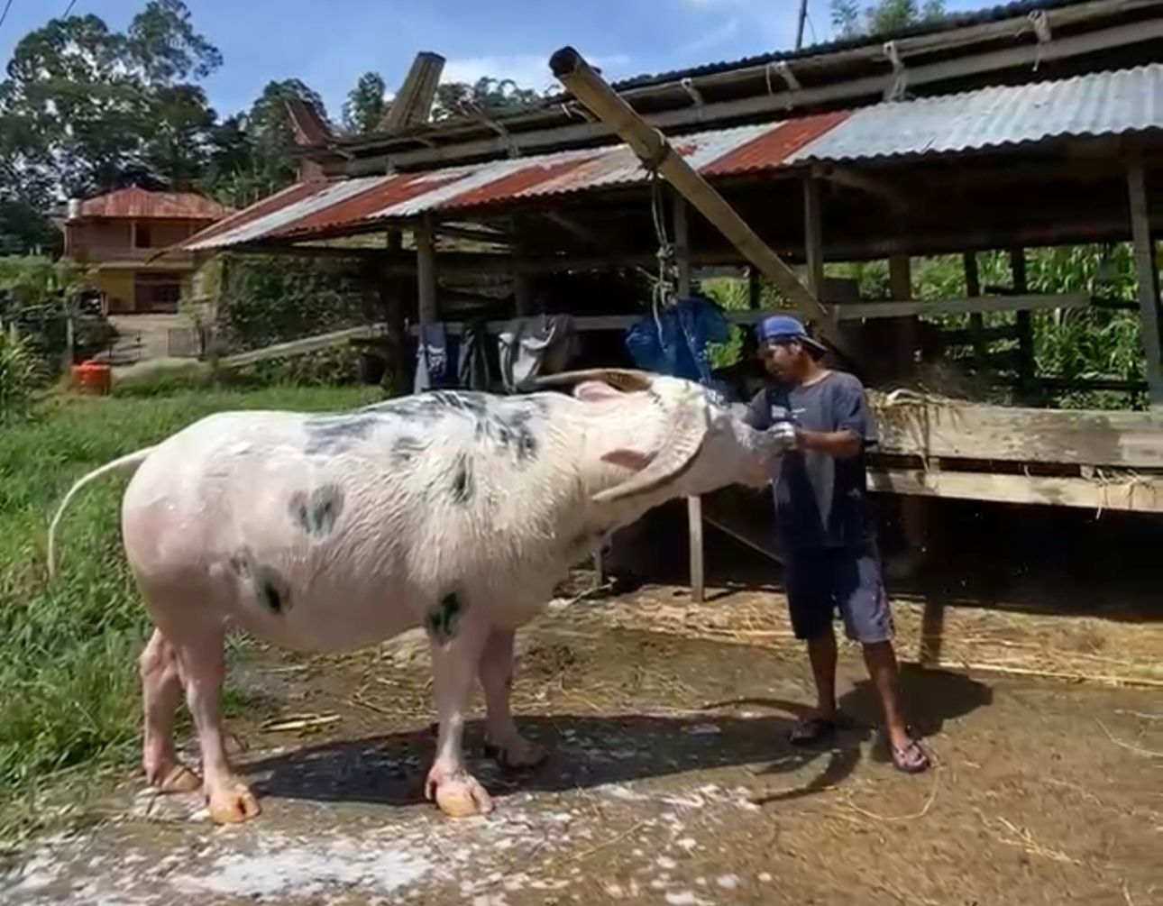 Tedong Bonga Toraja Ditetapkan sebagai Kekayaan Intelektual Komunal oleh Kemenkumham