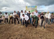 Gaspol Usai Retret Kepala Daerah, Bupati Bone Tanam Jagung di Lahan 500 Ha area PTPN