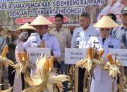 Bupati Sidrap Singgung Swasembada Pangan di Panen Raya Jagung
