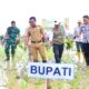 Bupati Bone Tanam Perdana Padi di Awangpone, Serahkan Sejumlah Bantuan