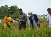 Kodim 1403 Palopo Dampingi Petani dalam Program Serap Gabah Nasional