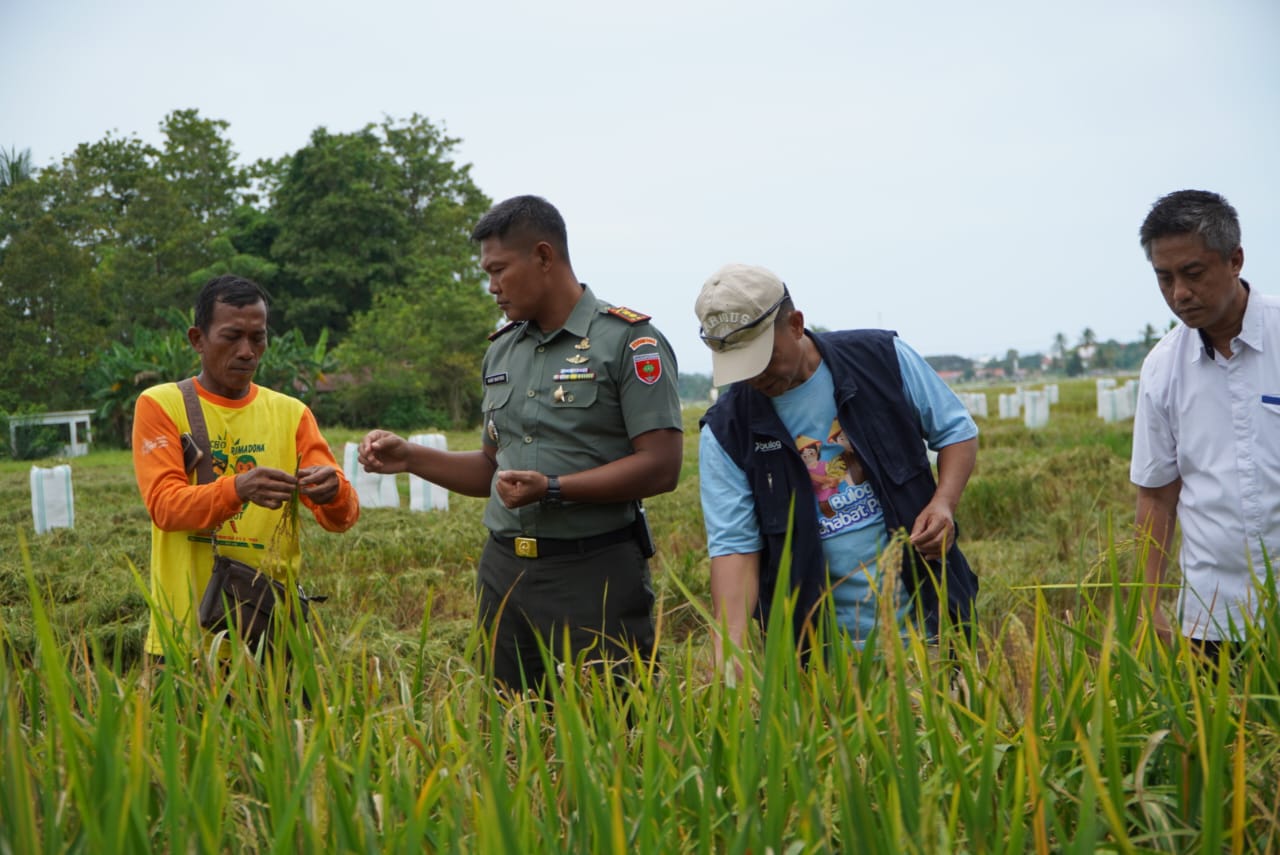 Kodim 1403 Palopo Dampingi Petani dalam Program Serap Gabah Nasional