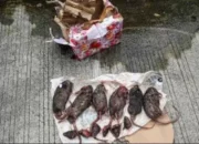 Setelah Kepala Babi, Kantor Redaksi Tempo Kembali Diteror dengan Bangkai Tikus