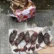 Setelah Kepala Babi, Kantor Redaksi Tempo Kembali Diteror dengan Bangkai Tikus
