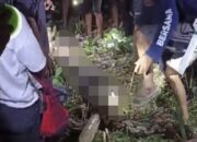 Tragis! Nenek di Sidrap Tewas Ditelan Ular Piton Raksasa