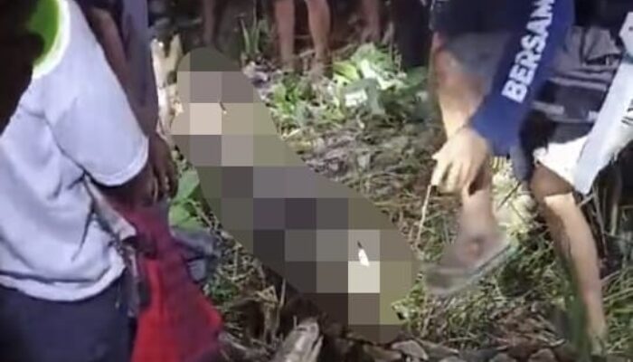 Tragis! Nenek di Sidrap Tewas Ditelan Ular Piton Raksasa
