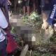 Tragis! Nenek di Sidrap Tewas Ditelan Ular Piton Raksasa