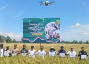 Panen Raya Padi Serentak Digelar di 14 Provinsi, Sidrap Jadi Tuan Rumah Kegiatan Nasional