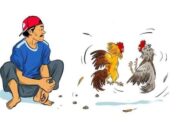 Isu Judi Sabung Ayam Muncul Lagi di Wajo, Kapolres Apresiasi Laporan Warga