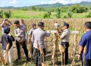 Bupati Bone Tinjau Kesiapan Panen Raya yang Bakal Dihadiri Mentan dan Kapolri