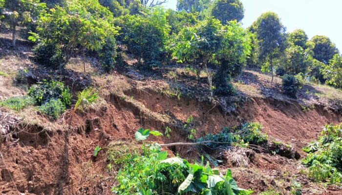 Fakta Bencana di Bua: Kebun Cengkeh, Jagung, dan Cokelat Longsor