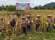 Polres Palopo Panen Jagung, Dukung Ketahanan Pangan Lokal