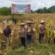 Polres Palopo Panen Jagung, Dukung Ketahanan Pangan Lokal