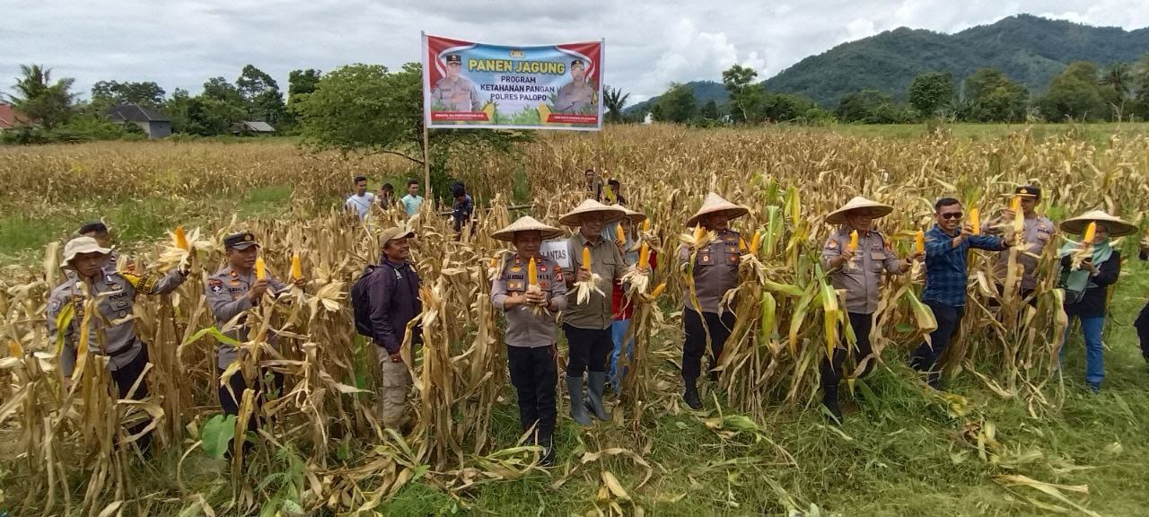 Polres Palopo Panen Jagung, Dukung Ketahanan Pangan Lokal