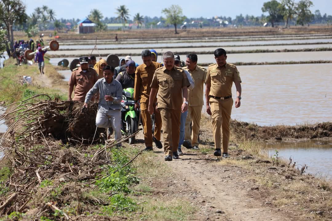 Bupati Pinrang Tanam Perdana Lahan Rawa, Dorong Produksi Pertanian