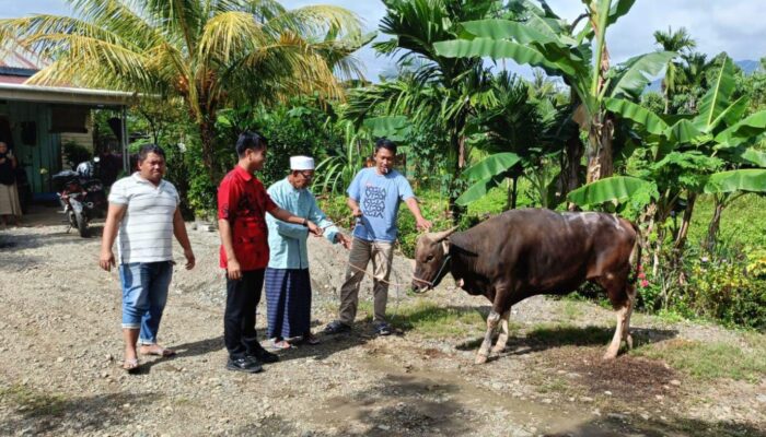 PT BMS Salurkan 16 Sapi Qurban di Luwu dan Palopo