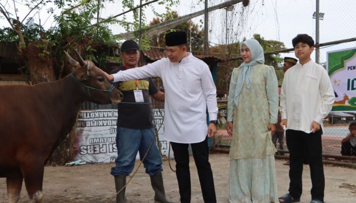 Polres Luwu Salurkan Delapan Ekor Sapi Kurban ke Warga