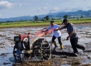 Rp75 Miliar Ubah Lahan Tidur Jadi Sawah Produktif di Panca Lautang