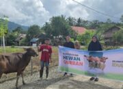 Kurban Idul Adha, MDA Libatkan Peternak dan Koperasi Lokal di Latimojong