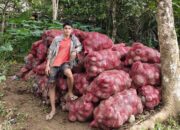 Warga Sinjai Dukung Pembangunan Pabrik Porang, Nilai sebagai Penguat Ekonomi Petani