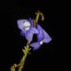 Anggrek Biru, Flora Langka dari Indonesia Timur yang Terancam Punah