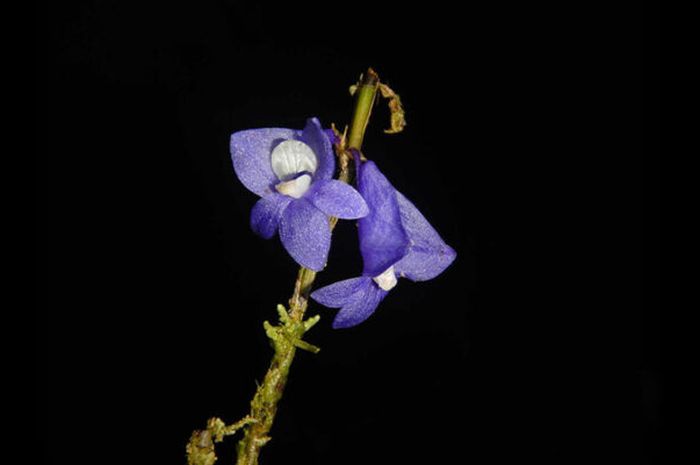 Anggrek Biru, Flora Langka dari Indonesia Timur yang Terancam Punah