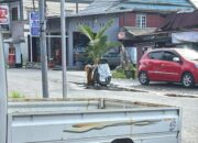 Kesal Jalan Tak Diperbaiki, Warga Tanam Pohon di Tengah Jalan Carede