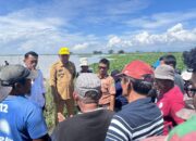 Bupati Sidrap Tinjau Langsung Sawah Petani yang Terendam Banjir