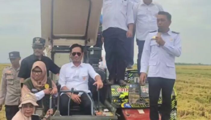 Panen Raya di Teteaji, Bupati Sidrap Operasikan Langsung Mesin Panen Padi