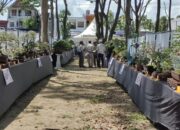 Ratusan Tanaman Bonsai dan Batu Alam Hiasi Pameran Nasional di Sidrap