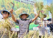 Brigade Pangan Dongkrak Produktivitas Padi di Bone, Panen Meningkat dari 3 ke 8 Ton per Hektar