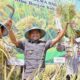Brigade Pangan Dongkrak Produktivitas Padi di Bone, Panen Meningkat dari 3 ke 8 Ton per Hektar
